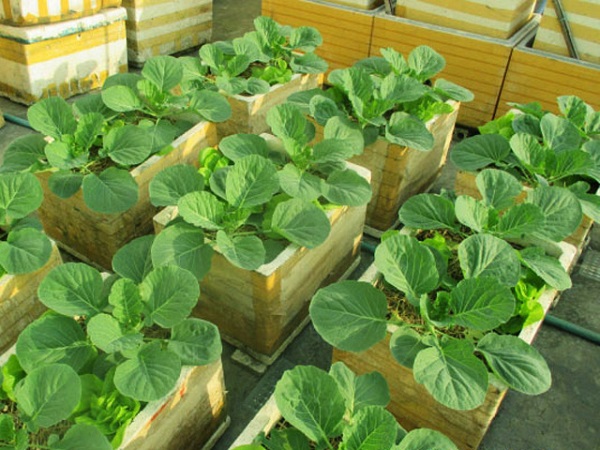 Cây rau bắp cải là món ăn quen thuộc có trong các bữa ăn của gia đình