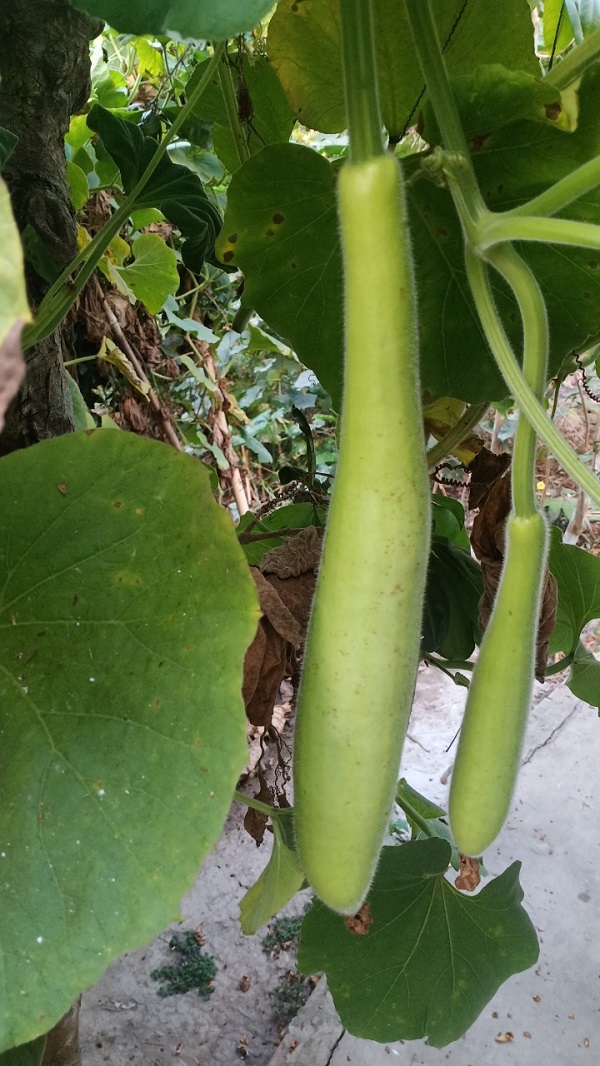 Trong quả bầu có chứa nhiều chất dinh dưỡng tốt cho cơ thể