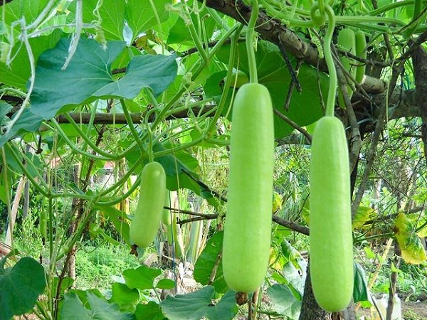 Để có được giàn bầu sai quả, người dân nên chú ý tuân theo một số kỹ thuật trồng cây cơ bản.