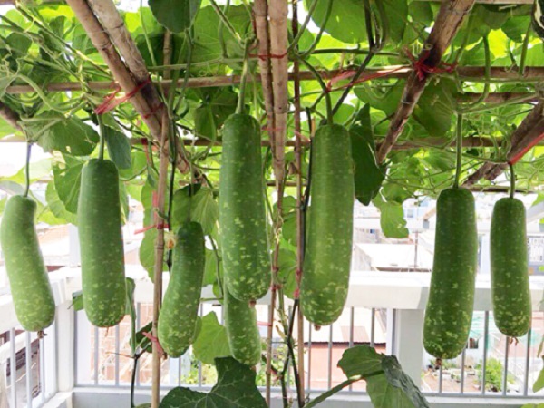 Số lần thu hoạch tùy thuộc vào việc chăm sóc cây