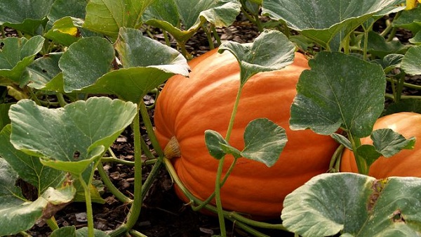 Hướng Dẫn Cách Trồng Bí Đỏ Cực Kì Đơn Giản