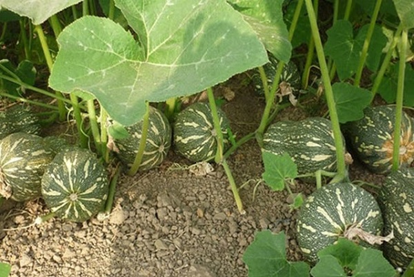 Bí đỏ là loại quả quen thuộc với người Việt Nam