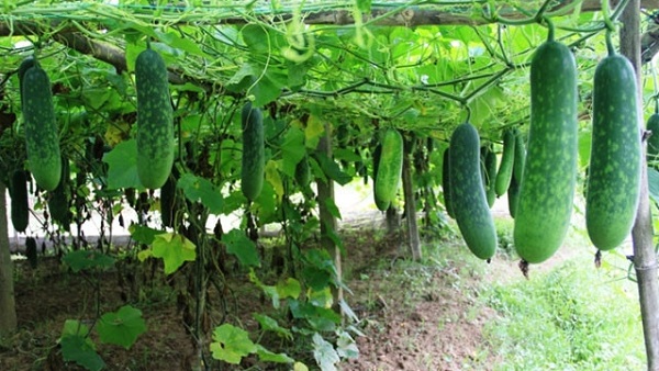 Duy trì độ ẩm cho cây sinh trưởng phát triển bình thường