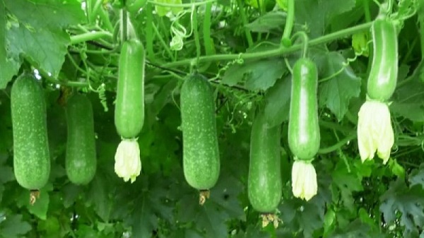 Các loại vitamin và khoáng chất mà bí xanh cung cấp khá đa dạng