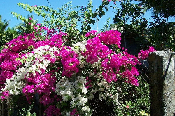 Tỉa cành thường xuyên để tránh tình trạng bông giấy phát triển quá nhanh và leo bám lung tung