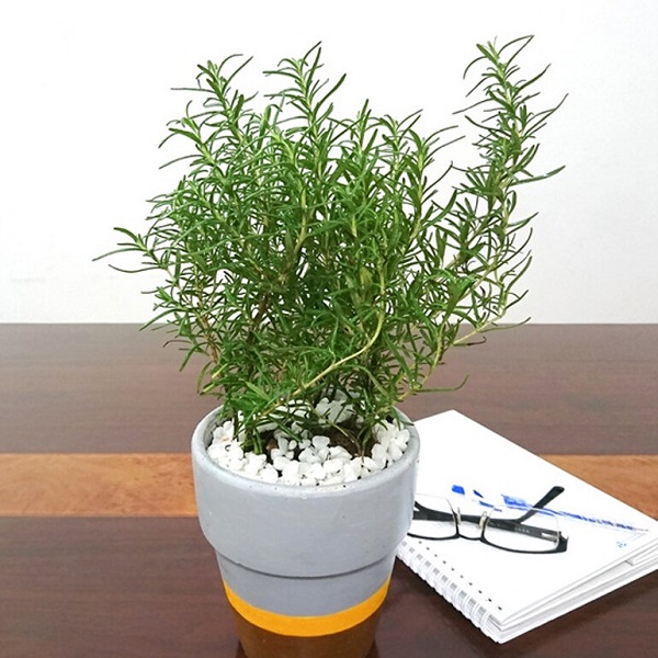 Cần có chế độ bón phân hợp lí cho cây để cây sinh trưởng