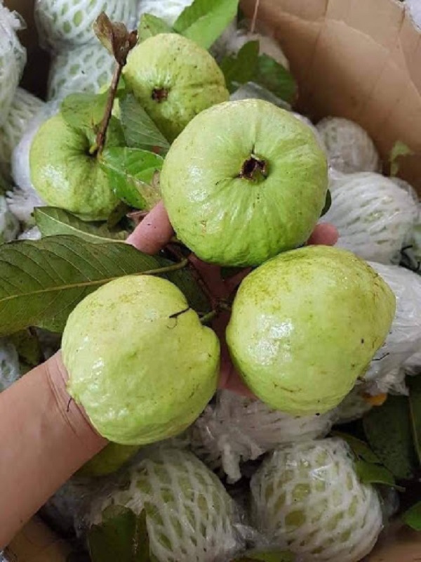 Điều chỉnh độ pH để bảo đảm đất ở mức trung tính không quá chua hoặc quá kiềm