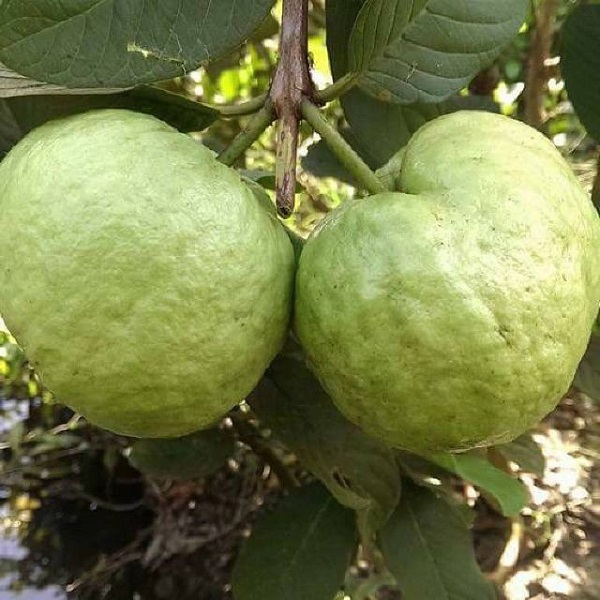 Hướng Dẫn Cách Trồng Cây Ăn Quả Đơn Giản Hiệu Quả Nhất