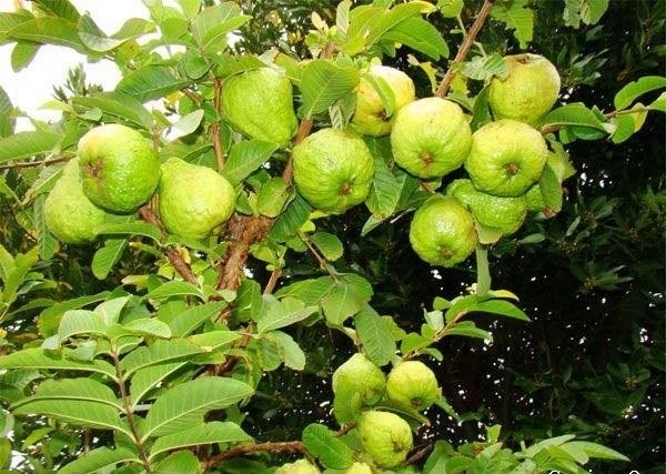 Chăm sóc cây đúng cách giúp cây sinh trưởng phát triển tốt