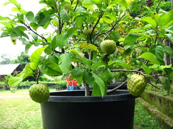 Trồng cây ăn quả trong chậu người ta hay dùng phương pháp chiết cành