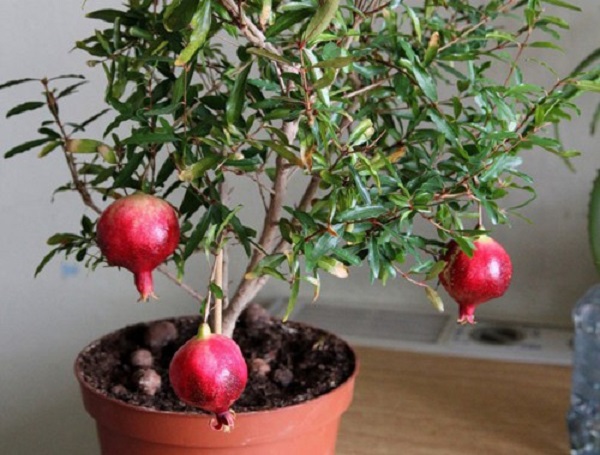 Cách Trồng Cây Ăn Quả Trong Chậu Đơn Giản Tại Nhà