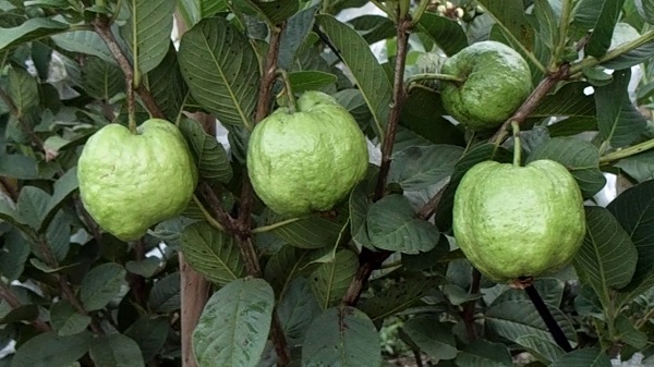 Cách trồng cây đơn giản tại nhà ai cũng làm được