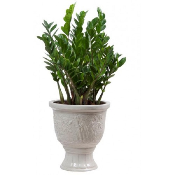 Để cây kim tiền được xanh tốt bạn cần lưu ý đến các kỹ thuật như tưới nước, vệ sinh lá cây hay bón phân