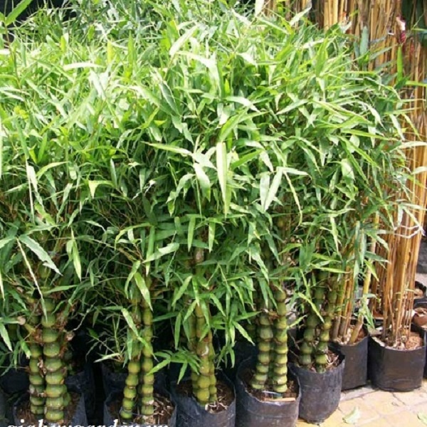 Cây trúc phật bà không khó trồng mà lại còn dễ chăm sóc