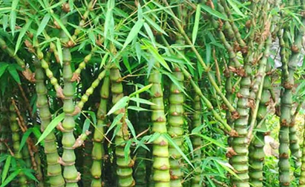 Hướng Dẫn Cách Trồng Cây Trúc Quan Âm Dễ Dàng Nhất