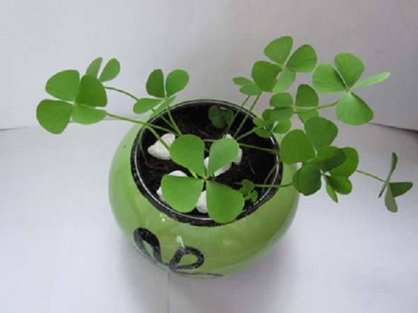 Cách Trồng Cỏ 4 Lá Đơn Giản Tại Nhà