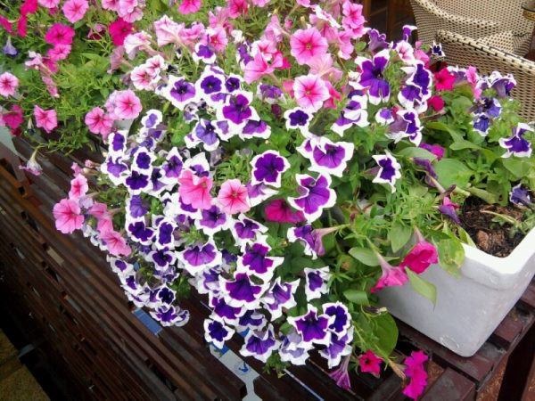 Cách Trồng Hoa Dạ Yến Thảo Đơn Giản