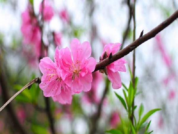 Hướng Dẫn Cách Trồng Đào Sau Tết