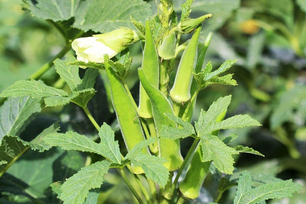 Cách trồng đậu bắp không quá phức tạp, ai cũng có thể làm được