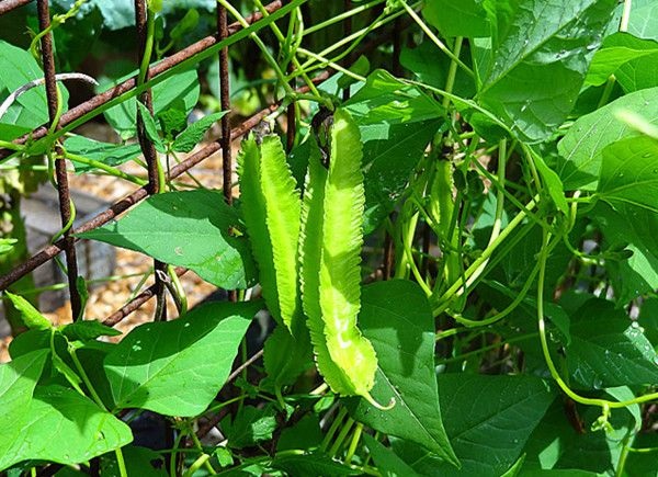 Hướng Dẫn Cách Trồng Đậu Rồng Cho Năng Suất Cao, Ít Sâu Bệnh