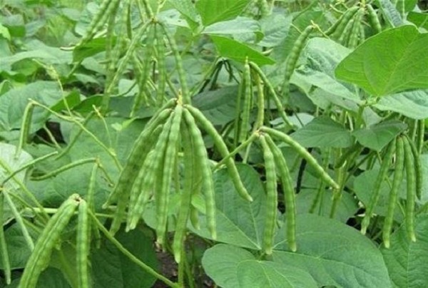 Cây đậu xanh trồng rất đơn giản và chúng là một thực phẩm lành mạnh