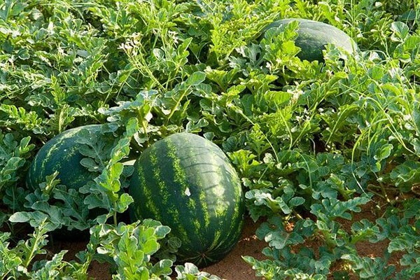 Dưa hấu có thể trồng quanh năm và rất hợp với khí hậu Việt Nam
