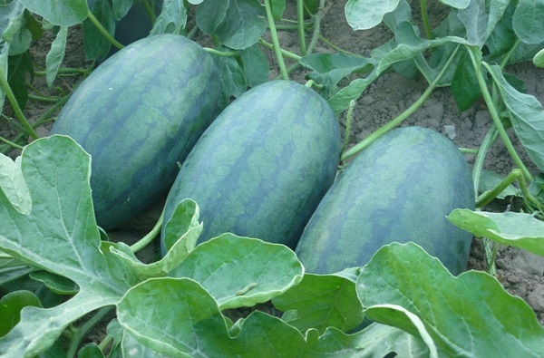 Hướng Dẫn Cách Trồng Dưa Hấu Cho Trái Lớn Và Ngọt