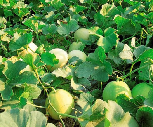 Bón phân cho dưa lê với liều lượng hợp lí giúp dưa có thể phát triển tốt