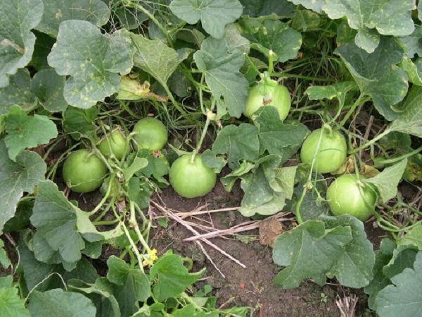 Dưa lê khi chín có hương thơm hấp dẫn và rất đặc trưng