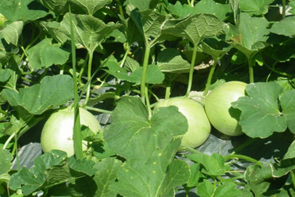 Hướng Dẫn Cách Trồng Dưa Lê Cho Nhiều Trái