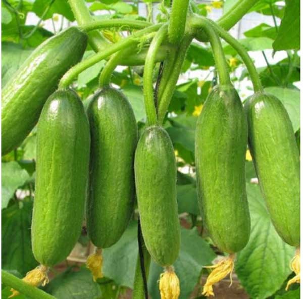 Cách Trồng Dưa Leo Trong Thùng Xốp Cho Nhiều Trái