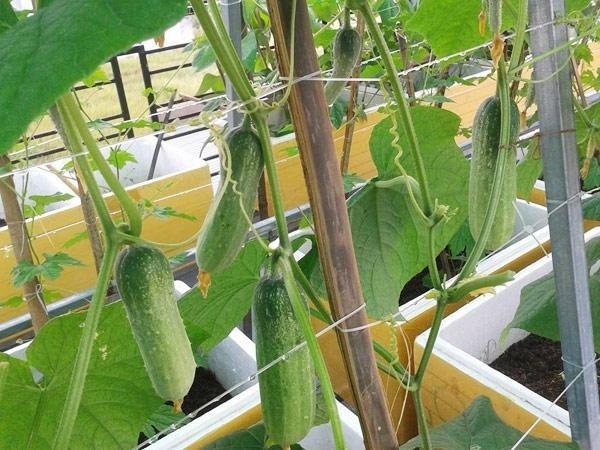 Nếu bạn muốn trồng trực tiếp từ cây con thì đất trồng cần phải thật tơi xốp