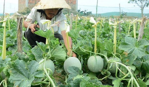 Cách Trồng Dưa Lưới Năng Suất Cao Với Kỹ Thuật Đơn Giản