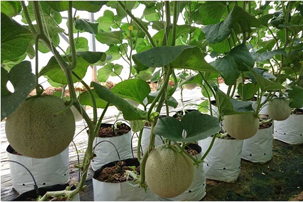 Phải chọn loại hạt giống tốt, phù hợp với từng vùng miền