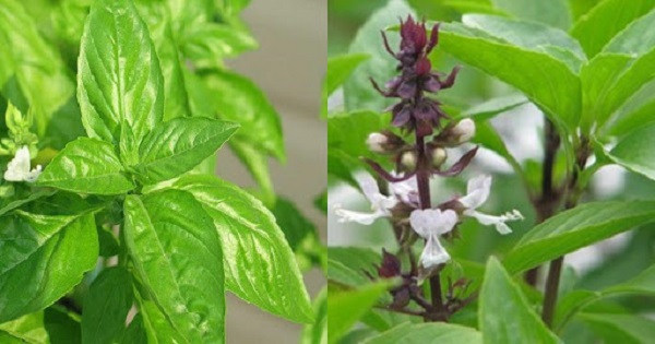 Hướng Dẫn Cách Trồng É Tại Nhà Với Vài Bước Đơn Giản