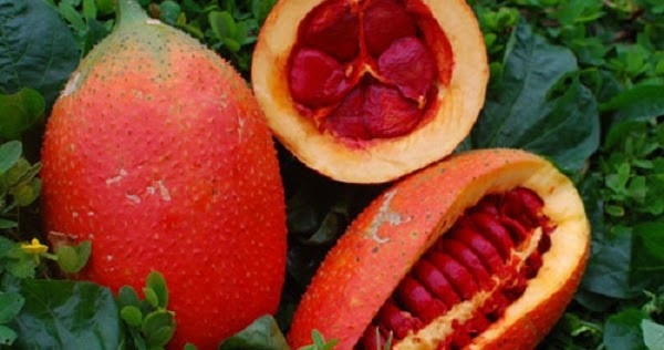 Hướng Dẫn Cách Trồng Gấc Đơn Giản