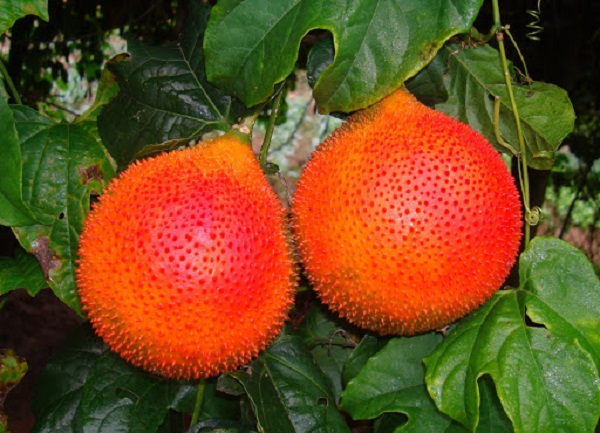 Thường xuyên cắt tỉa lá cây cho giàn được thông thoáng giúp cho quả đón được nhiều ánh nắng