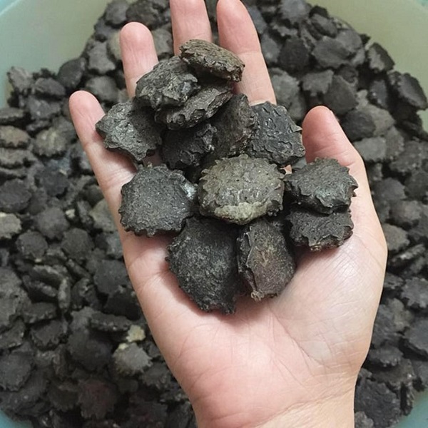 Cách Trồng Gấc Bằng Hạt Cho Năng Suất Cao