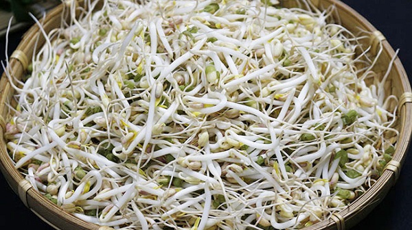 Những Cách Trồng Giá Đơn Giản Tại Nhà