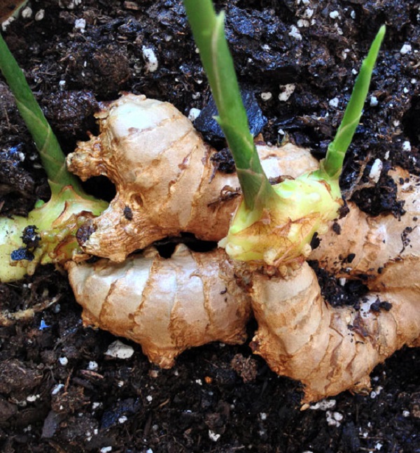 Cách Trồng Gừng Hiệu Quả Cho Ra Nhiều Củ