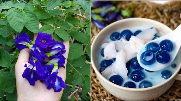 Hướng Dẫn Cách Trồng Hoa Đậu Biếc Cho Năng Suất Cao