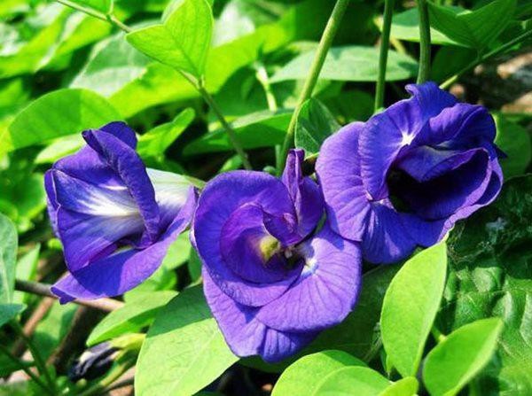 Cây đậu biếc được trồng làm cảnh leo giàn ở bờ rào và để lấy hoa, quả