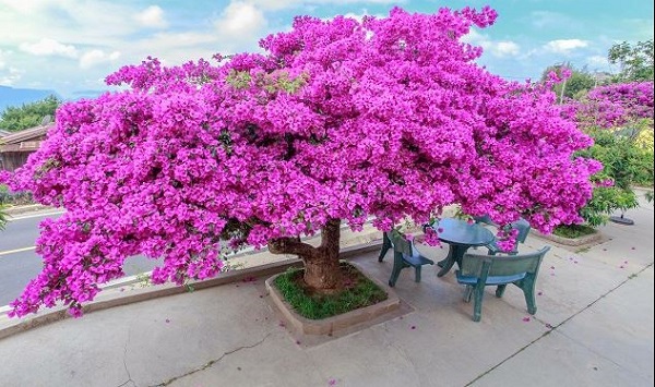 Hướng Dẫn Cách Trồng Hoa Giấy Nở Quanh Năm