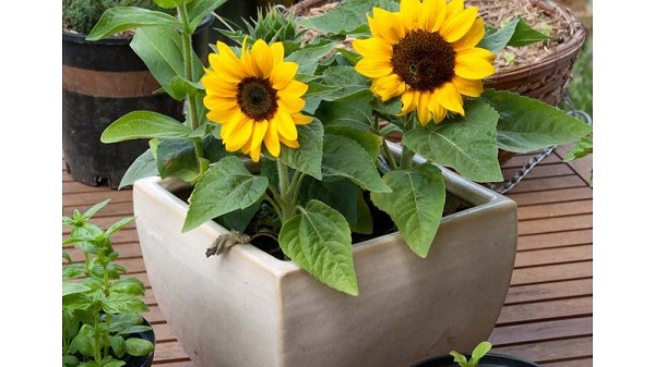 Cách Trồng Hoa Hướng Dương Đơn Giản