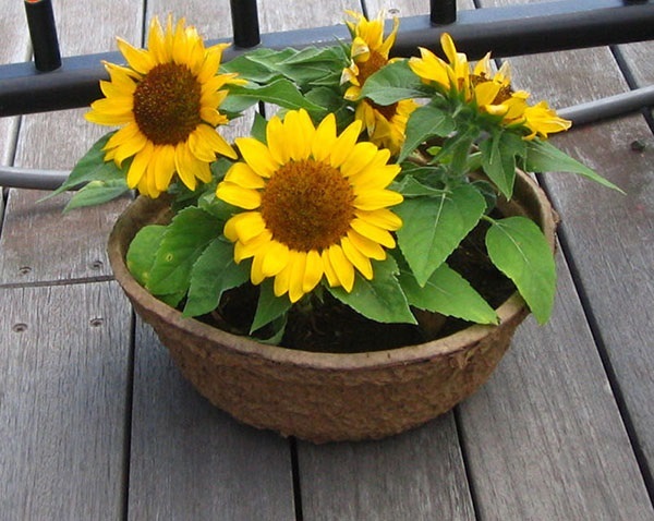 Hướng dương có thể phát triển tốt hay không còn tùy vào mức độ chăm sóc của bạn