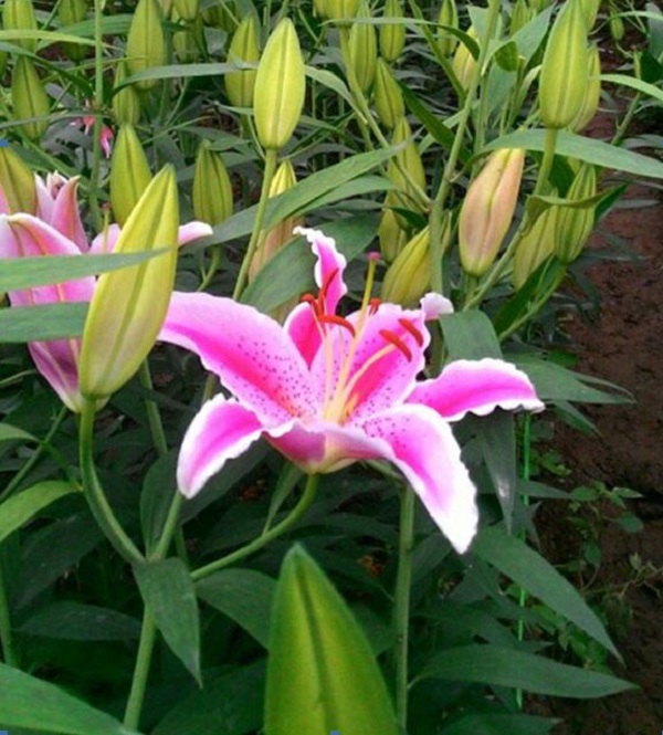 Hoa ly khá khó về nhiệt độ nên cần đảm bảo nhiệt độ thích hợp cho ly