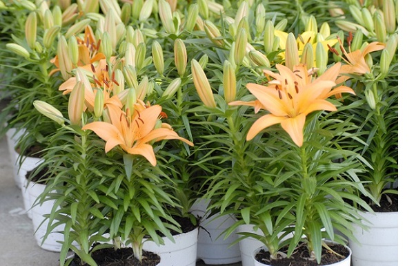 Hoa ly không những đẹp mắt, thơm mà còn có giá trị cao về kinh tế