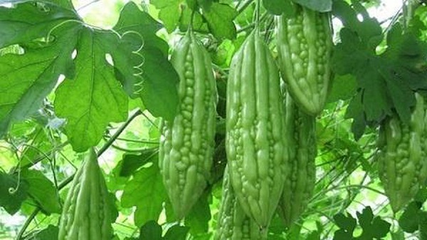 Hướng Dẫn Cách Trồng Khổ Qua Và Chăm Sóc