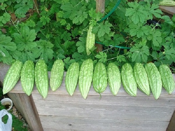 Địa điểm trồng khổ qua phải ở nơi có nhiều ánh sáng và không gian để làm giàn cho cây leo