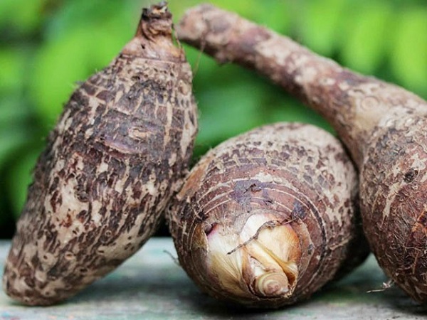 Hướng Dẫn Cách Trồng Khoai Sọ Cho Năng Suất Cao